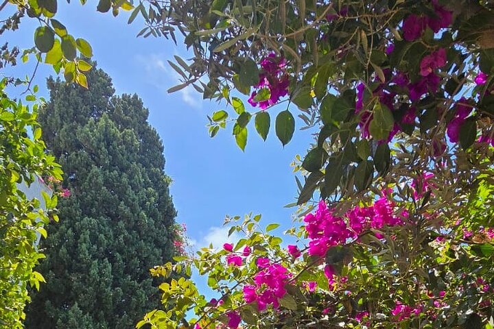 Excursion Journée Magique Bleu & Blanc : Médine, Sidi Bou Said & Carthage à Tunis